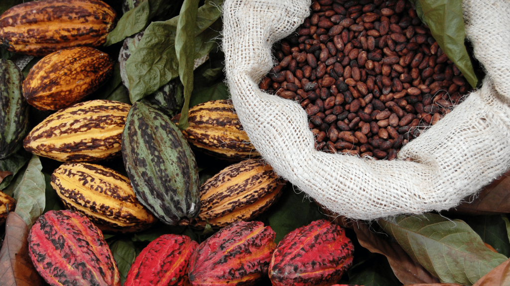 cacao